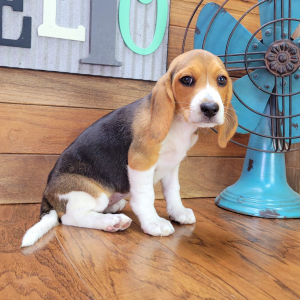 Beagle Puppy Bella