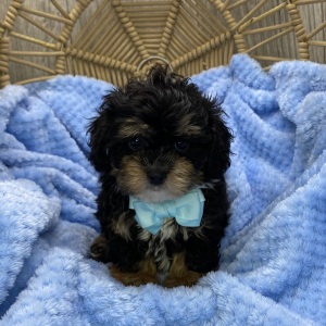 Shihpoo Puppy Lenny