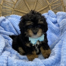 Shihpoo Puppy Lenny