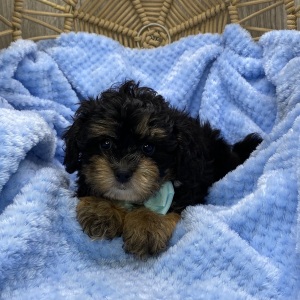 Shihpoo Puppy Lenny