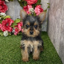 Yorkshire Terrier Puppy Jenna