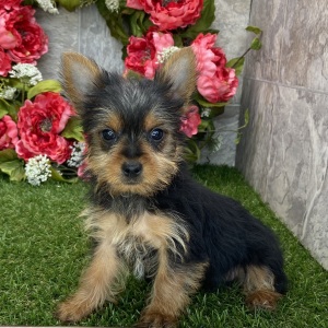 Yorkshire Terrier Puppy Jenna