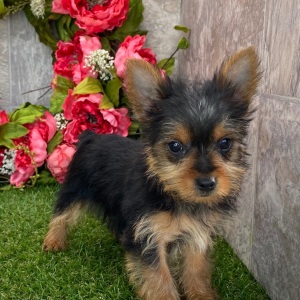 Yorkshire Terrier Puppy Jenna