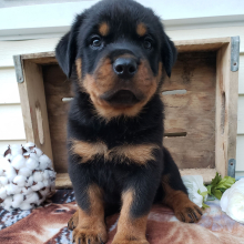 Rottweiler Puppy Leo