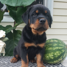 Rottweiler Puppy Leo