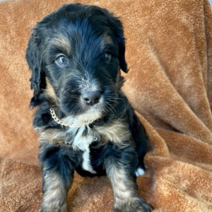 Bernedoodle Puppy Nomad