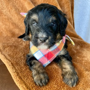 Bernedoodle Puppy Nomad