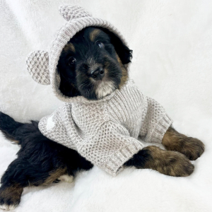 Bernedoodle Puppy Nomad