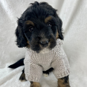 Bernedoodle Puppy Nomad