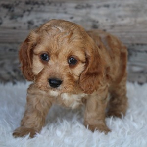 Cockapoo Puppy Stan
