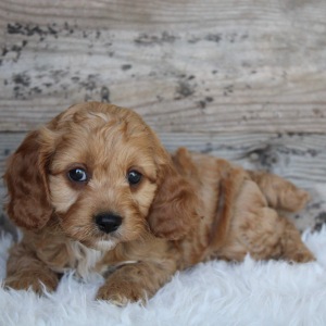 Cockapoo Puppy Stan