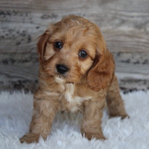 Cockapoo Puppy Stan
