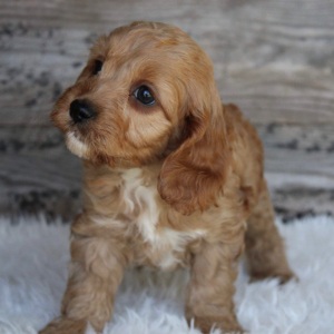 Cockapoo Puppy Stan