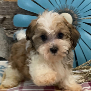 Havanese Puppy Brady