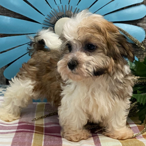 Havanese Puppy Brady