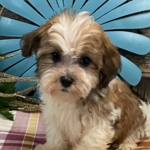 Havanese Puppy Brady