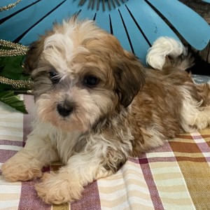 Havanese Puppy Brady