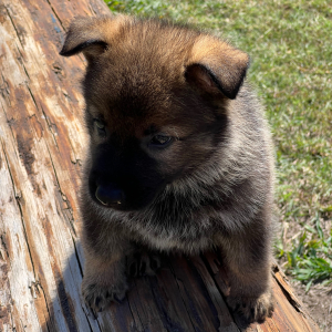 German Shepherd Dog Puppy Tarkin