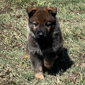 German Shepherd Dog Puppy Tarkin