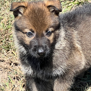 German Shepherd Dog Puppy Tarkin