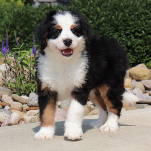 Bernedoodle Puppy Wiggles