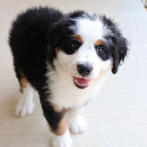 Bernedoodle Puppy Wiggles