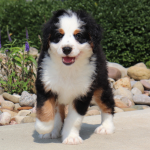 Bernedoodle Puppy Wiggles