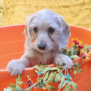 Dachshund Puppy Issy
