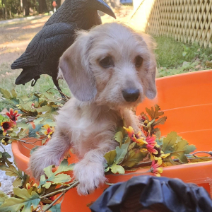 Dachshund Puppy Issy