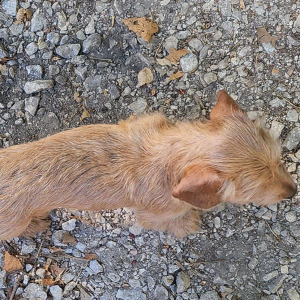 Dachshund Puppy Issy