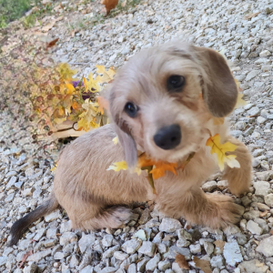 Dachshund Puppy Issy