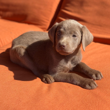 Labrador Retriever Puppy Allison