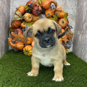 Porgi Puppy Fido