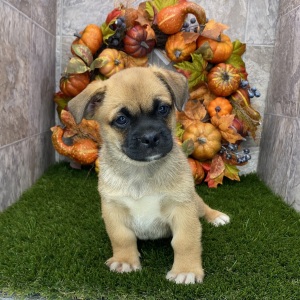 Porgi Puppy Fido