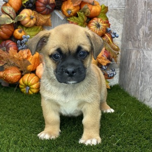 Porgi Puppy Fido