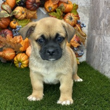 Porgi Puppy Fido