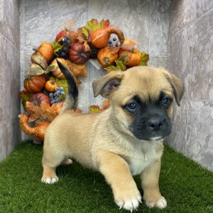 Porgi Puppy Fido