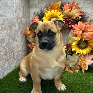 Porgi Puppy Fido