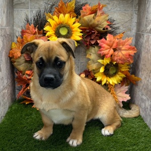 Porgi Puppy Fido