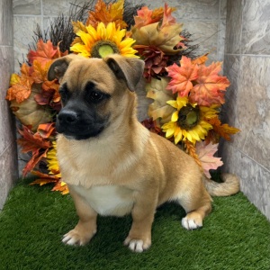 Porgi Puppy Fido