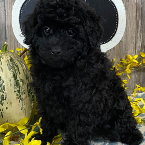 Aussiedoodle Puppy Bitsy