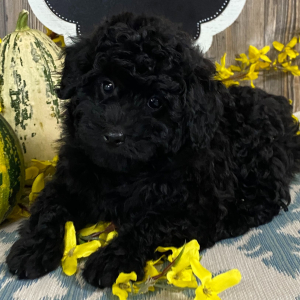 Aussiedoodle Puppy Bitsy