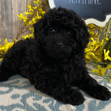 Aussiedoodle Puppy Bitsy
