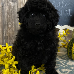 Aussiedoodle Puppy Bitsy