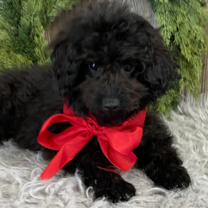Aussiedoodle Puppy Bitsy