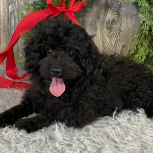 Aussiedoodle Puppy Bitsy