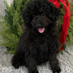 Aussiedoodle Puppy Bitsy