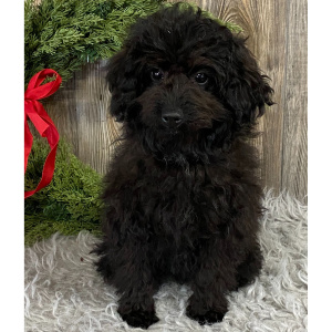 Aussiedoodle Puppy Bitsy