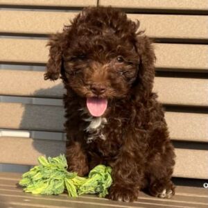 Goldendoodle Puppy Kaylin