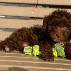 Goldendoodle Puppy Kaylin